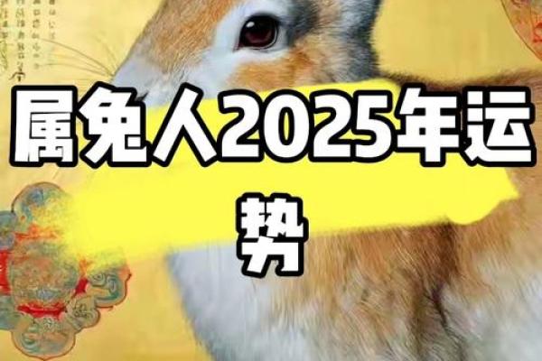 2025年属兔运势详解财运事业爱情全面解析 2025年属兔运势详解财运事业爱情全面解析