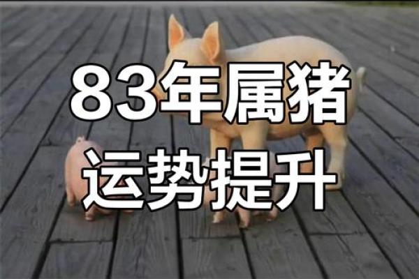 2025年属猪人运城运势解析83年出生者运程全揭秘