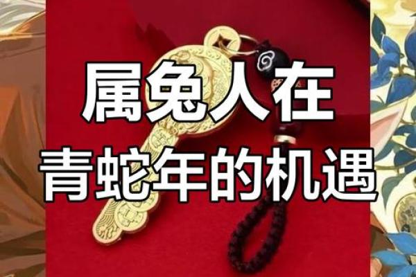 属兔2025年运势及运程详解 属兔2025年运势及运程详解每月