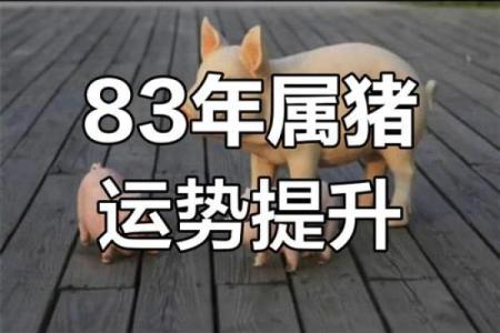 2025年属猪人运城运势解析83年出生者运程全揭秘