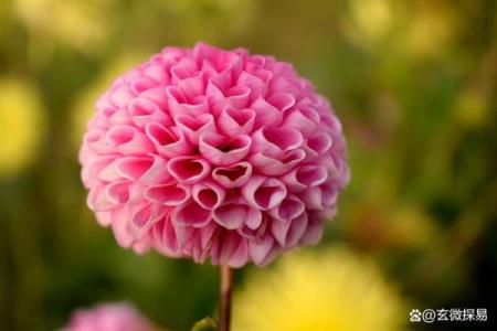 1999年属兔的姻缘 1990年属马的正缘姻缘在哪年