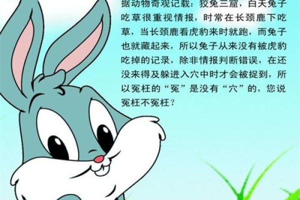 87年属兔25年运势解析未来25年运势走向与机遇