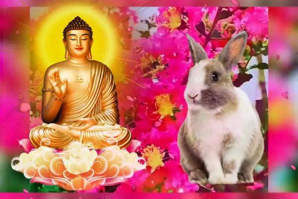 属兔今日运势最准_87属兔2025年有三喜