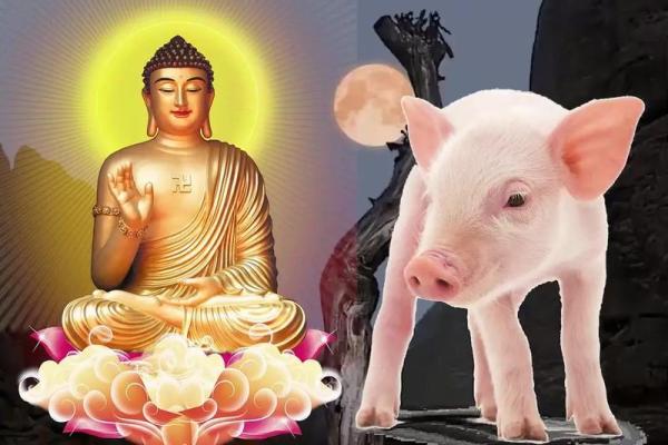 属猪婚配最佳属相_属猪婚配最佳属相 最旺猪的是什么生肖 属猪婚配最佳属相_属猪婚配最佳属相 最旺猪的是什么生肖