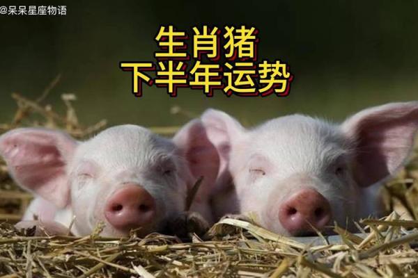 1971属猪2025运势及运程详解_71年猪女的晚景凄凉 1971属猪2025运势及运程详解_71年猪女的晚景凄凉