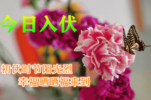 2021年入伏第一天