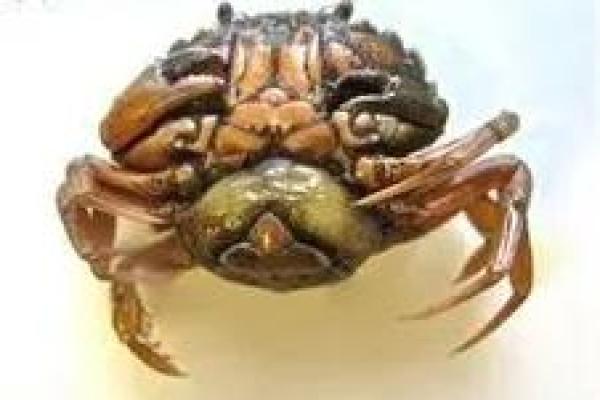 男人梦到螃蟹预示着什么意思 男人梦到螃蟹预示着什么意思