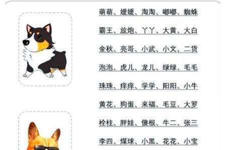 如何给属狗酉时出生的男孩起名，宜用哪些字姓名
